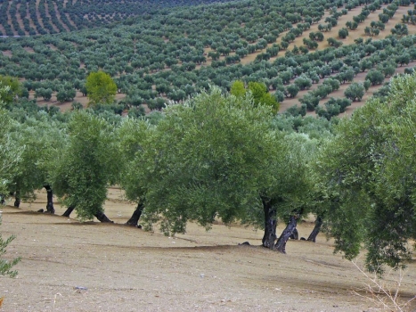 Recoge la mejor aceituna, en cultivo ecológico