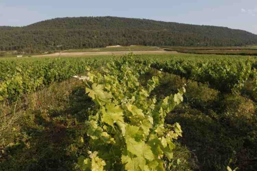 PAGO CASA GRAN: la ecología de una bodega con historia y tradición valenciana.