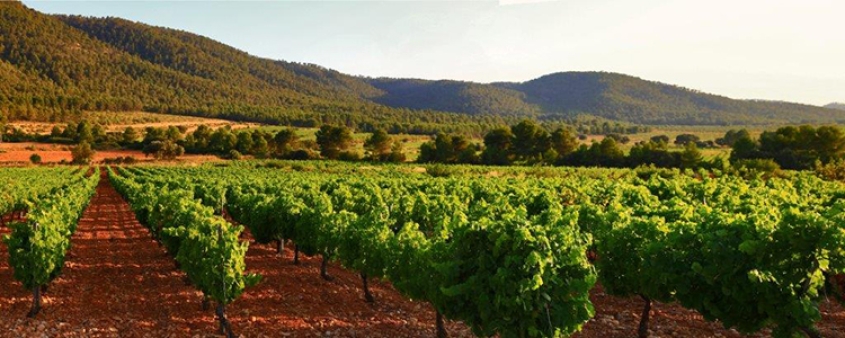 “Los Pinos”: la ecología del buen vino valenciano