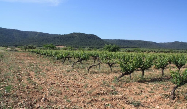 Bodegas Rafael Cambra: viticultura natural y buen gusto