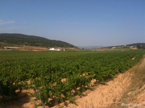 Vinos de la Viña: el encanto del saber hacer tradicional