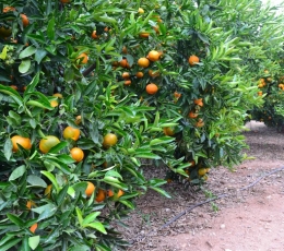 Naranjas