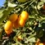 Kumquat