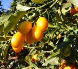 Kumquat