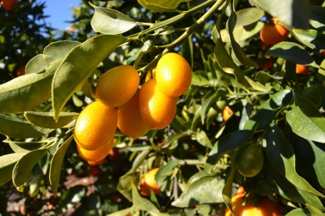 Kumquat