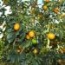 Kumquat