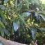 Aguacate Reed