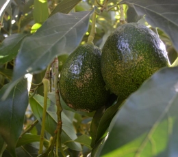Aguacate Reed