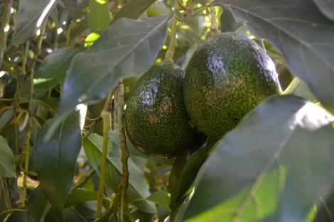 Aguacate Reed