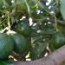 Aguacate Reed