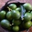Aguacate Reed