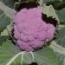 Coliflor Morada