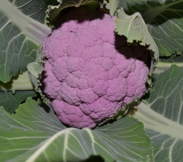 Coliflor Morada