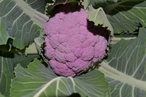 Coliflor Morada