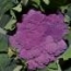 Coliflor Morada