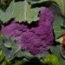Coliflor Morada