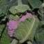 Coliflor Morada