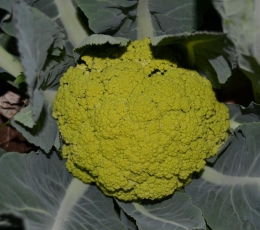 Coliflor Verde
