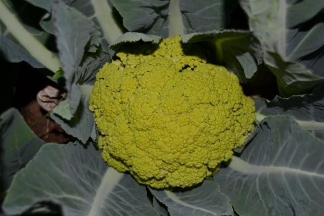 Coliflor Verde