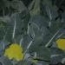 Coliflor Verde