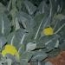 Coliflor Verde