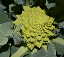 Romanesco