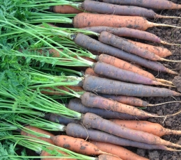 Zanahorias