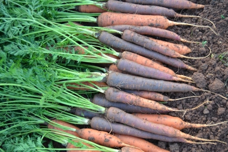 Zanahorias