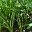 Zanahorias