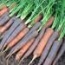Zanahorias