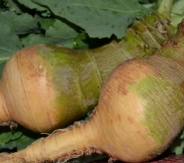 Napicol