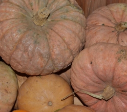 Calabaza de asar