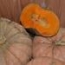 Calabaza de asar