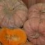 Calabaza de asar