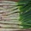 Calçots