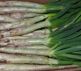 Calçots
