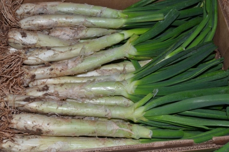 Calçots
