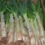 Calçots