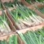 Calçots