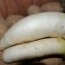 Rábano Daikon