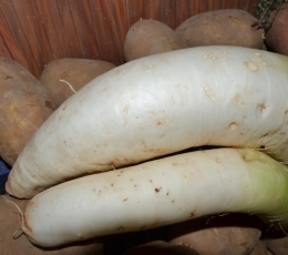 Rábano Daikon