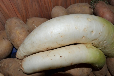 Rábano Daikon