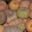 Calabaza de asar