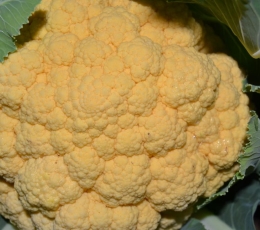 Coliflor Naranja