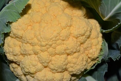Coliflor Naranja