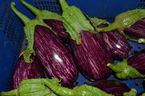 Berenjena Listada