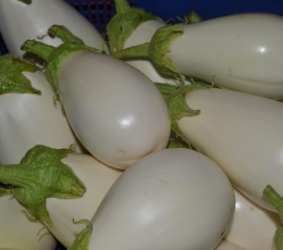 Berenjena Blanca
