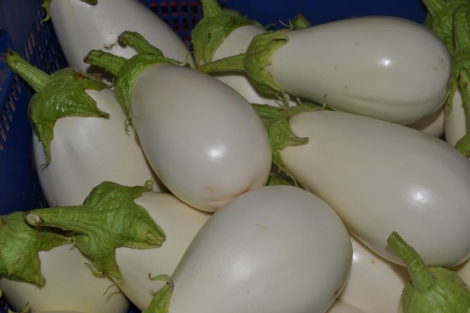 Berenjena Blanca
