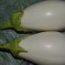 Berenjena Blanca