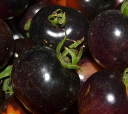 Tomates